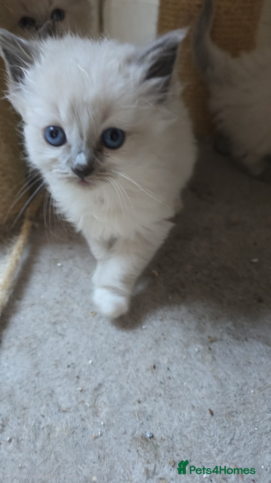 Ragdoll cats for sale: Beautiful ragdoll kittens  - Advert 4