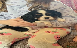 Cavalier King Charles Spaniel dogs for sale: ⭐️ fully Health tested KC reg cavalier puppies  - Image 6