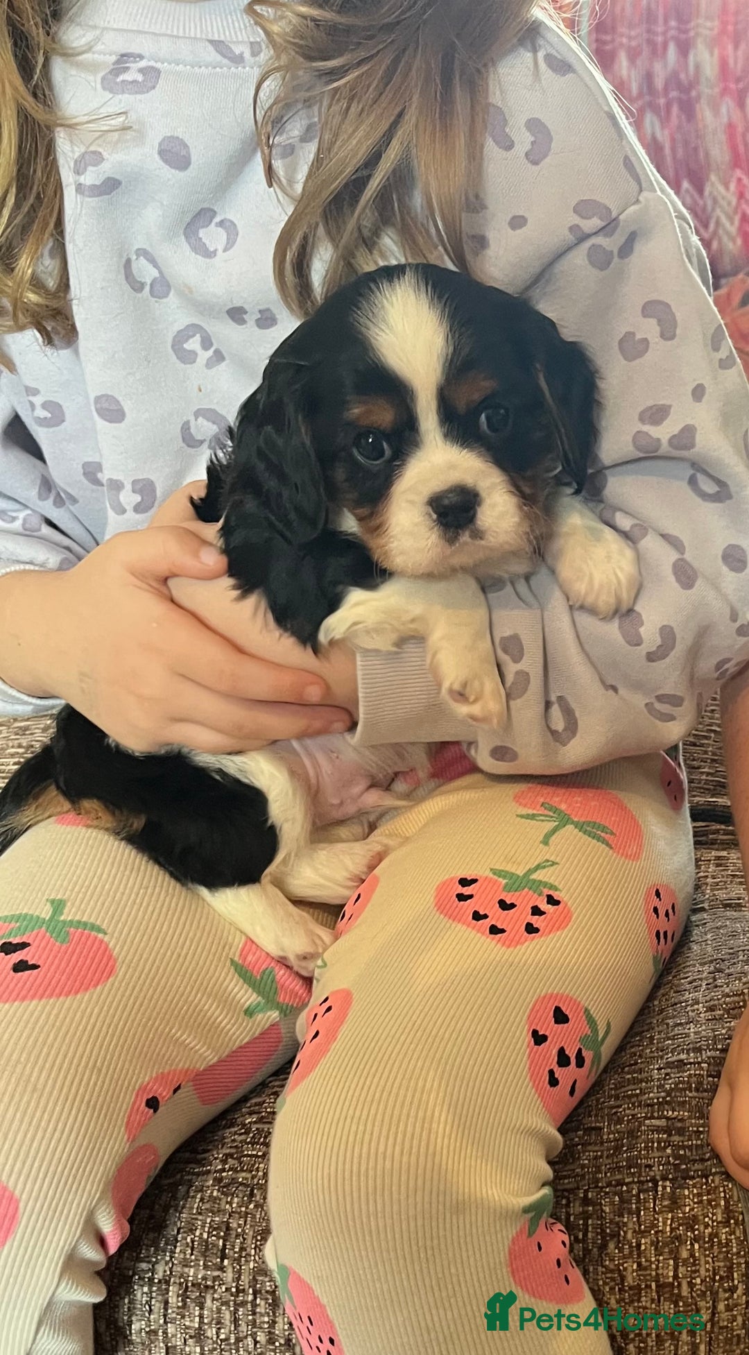 Cavalier King Charles Spaniel dogs for sale: ⭐️ fully Health tested KC reg cavalier puppies  - Image 6