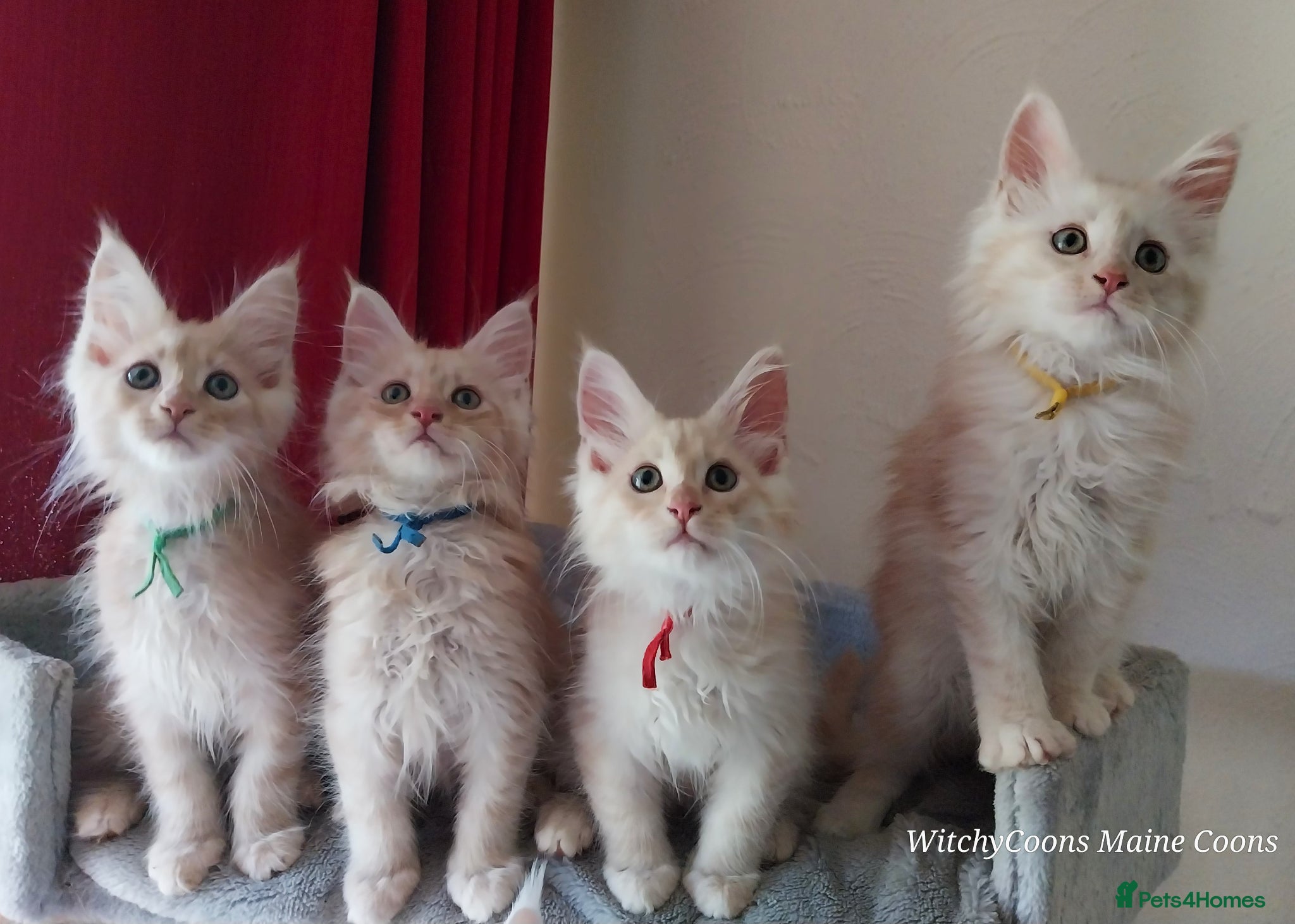 Maine Coon cats TICA Reg Maine Coon Kittens. Cream. Red. Tortie  - Advert 16