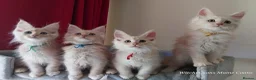 Maine Coon cats for sale: TICA Reg Maine Coon Kittens. Cream. Red. Tortie  - Advert 5