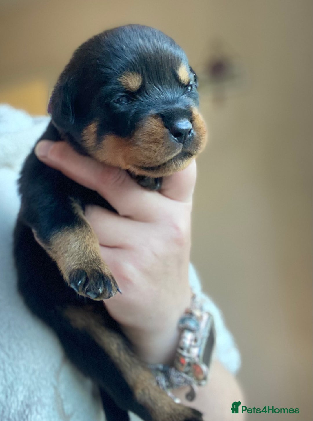 Rottweiler dogs for sale: Hulk and Ruby Rottweiler puppies  - Advert 20