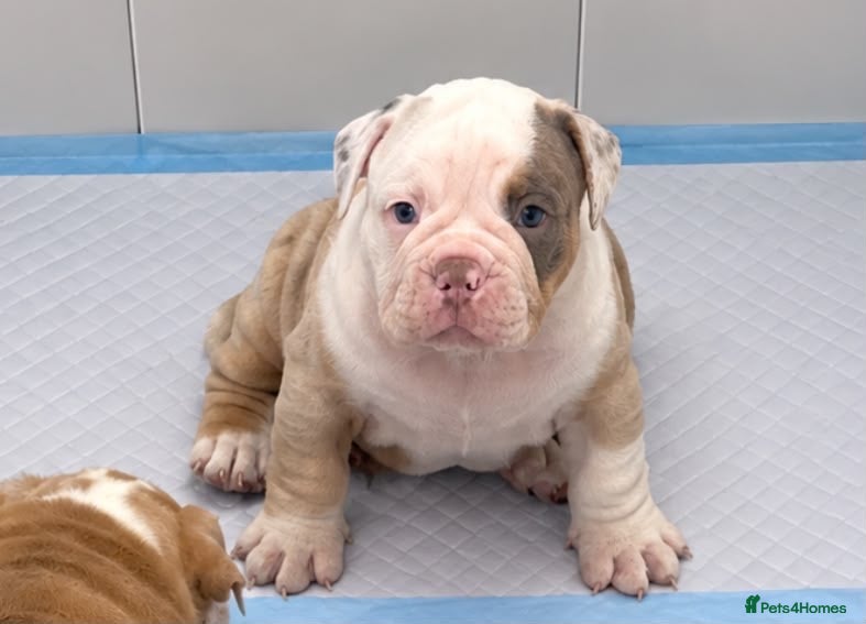 Olde English Bulldogge dogs 🍁🩵 stunning olde English pups 🩷🍁 - Advert 6