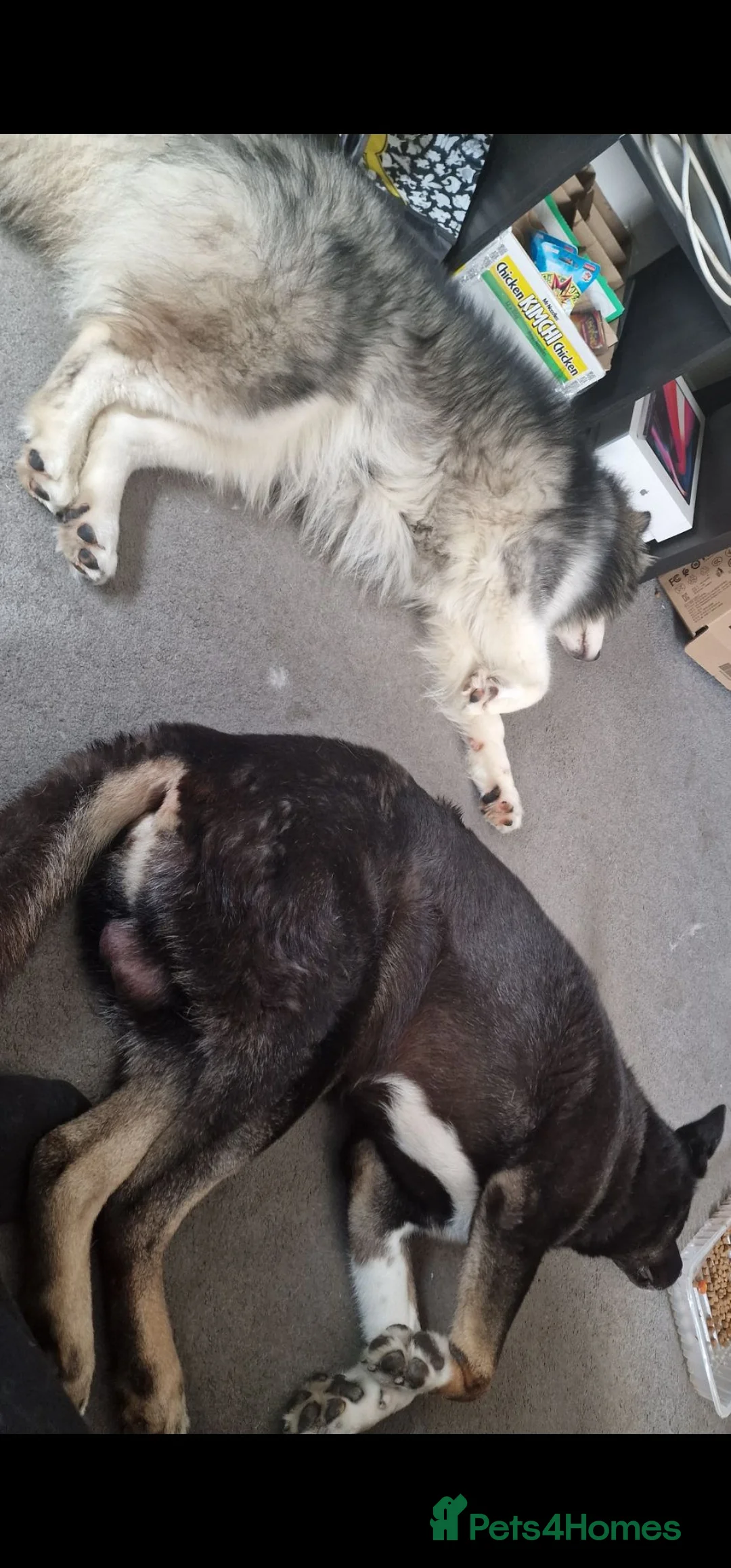 Mixed Breed dogs for sale: Malkita puppies akita x alaskan malamute  in London - Advert 2