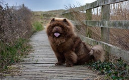Chow Chow dogs for stud: 🐻Beautiful chocolate chow chow stud 🧬 in Wirral - Image 5