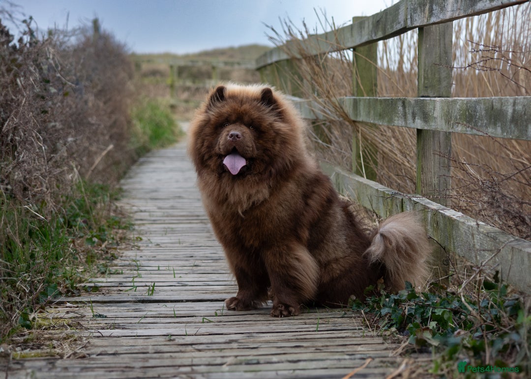 Chow Chow dogs for stud: 🐻Beautiful chocolate chow chow stud 🧬 in Wirral - Image 5