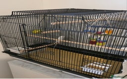Budgerigars birds for sale: Budgies for sale with cage and all accessories  - Image 1