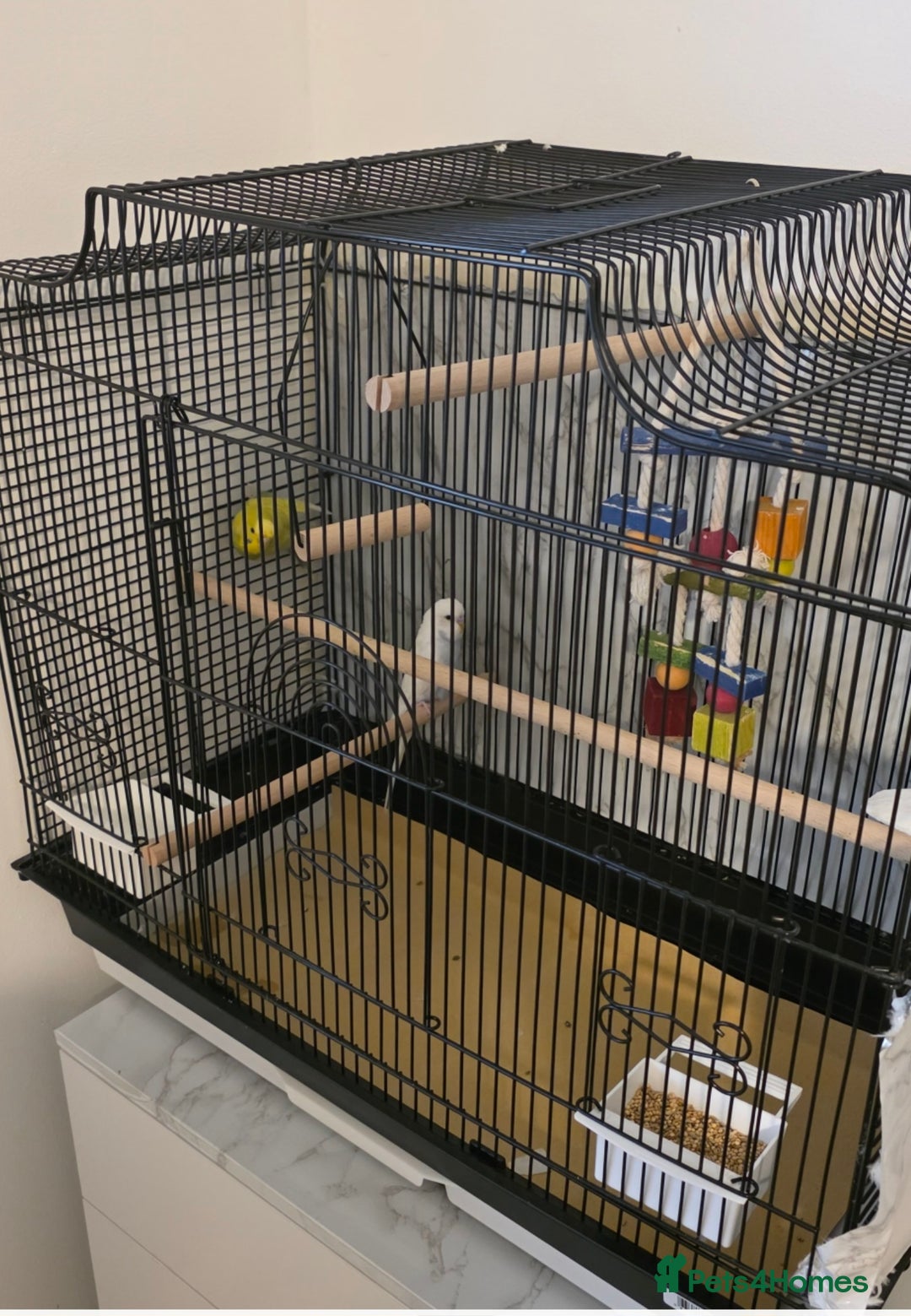 Budgerigars birds for sale: Budgies for sale with cage and all accessories  - Image 1