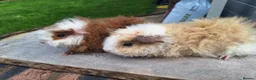 Guinea Pig rodents for sale: Pair of male guinea pigs and single male - Advert 7