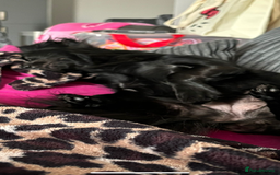 Pomchi dogs for sale: Dog for sale  - Image 5