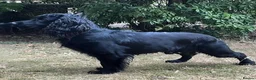 Cocker Spaniel dogs for sale: Fully Health Tested KC Reg Working Cocker Spaniels in Sheffield - Advert 12