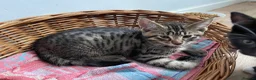 Maine Coon cats for sale: Half Mainecoon’s  - Advert 2