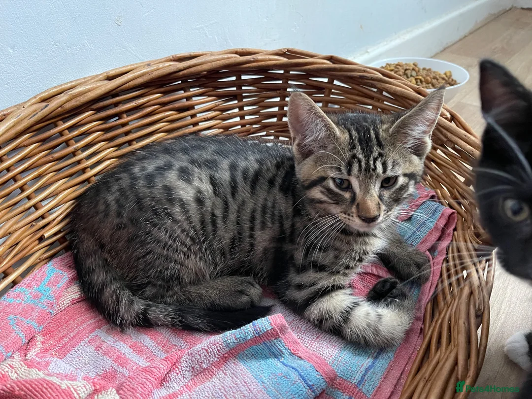 Maine Coon cats for sale: Half Mainecoon’s  - Advert 2