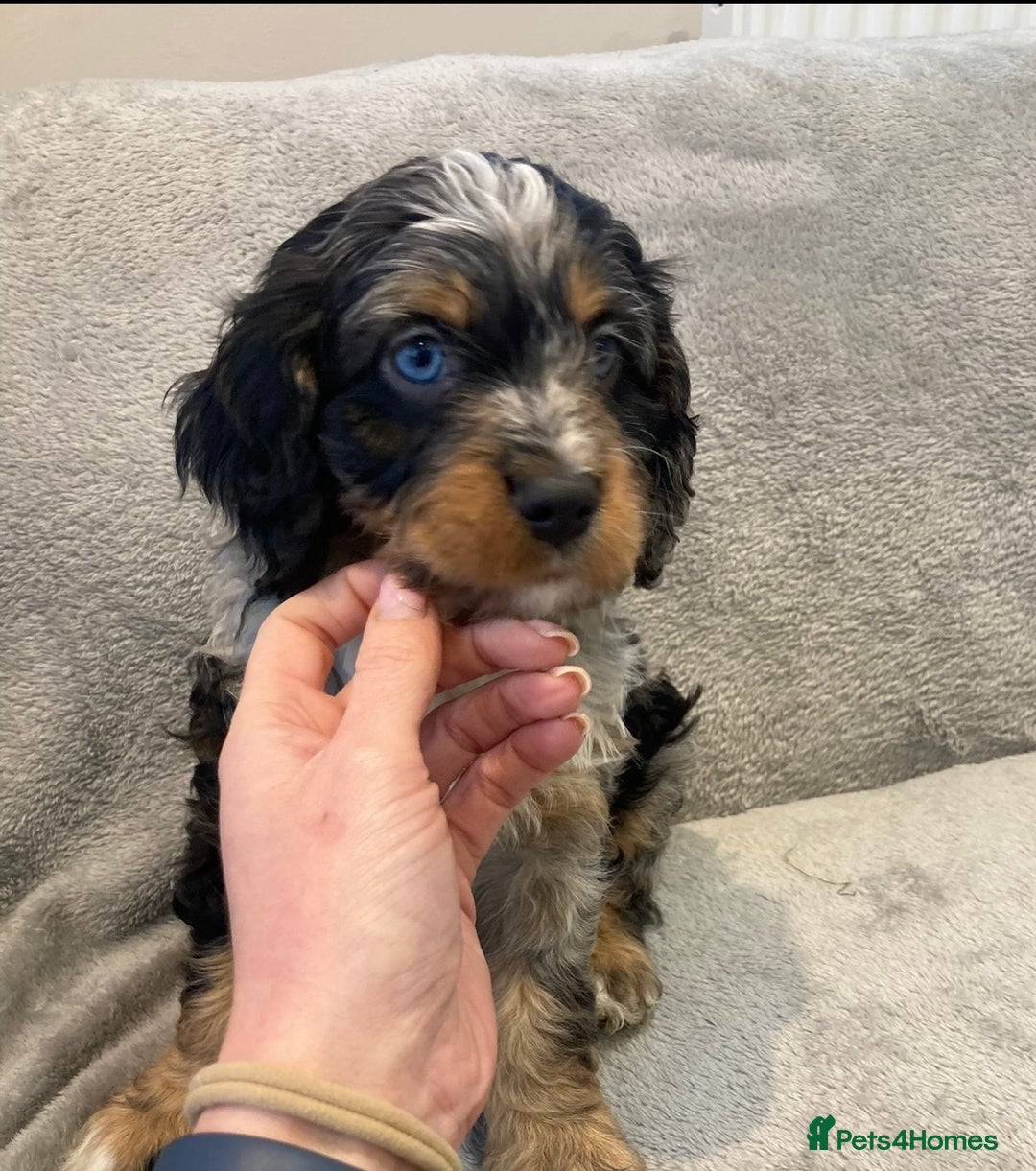 Cavapoo dogs for sale: WAITING LIST NOW OPEN Extremely Rare Merle F1  - Advert 5