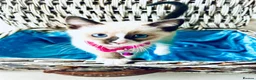 Ragamese cats for sale: Stunning Ragdoll x Thai Siamese - Advert 6