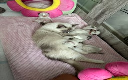 Ragdoll cats for sale: Beautiful Ragdoll Kittens  - Image 18