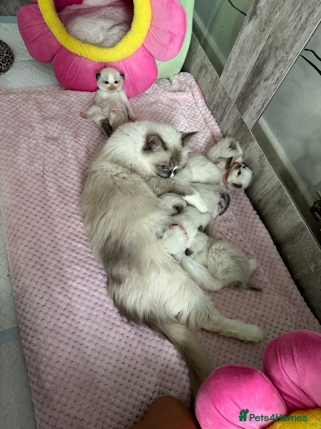 Ragdoll cats for sale: Beautiful Ragdoll Kittens  - Image 18