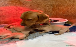 Labrador Retriever dogs for sale: Superb working lab pups parents health tested  - Image 8