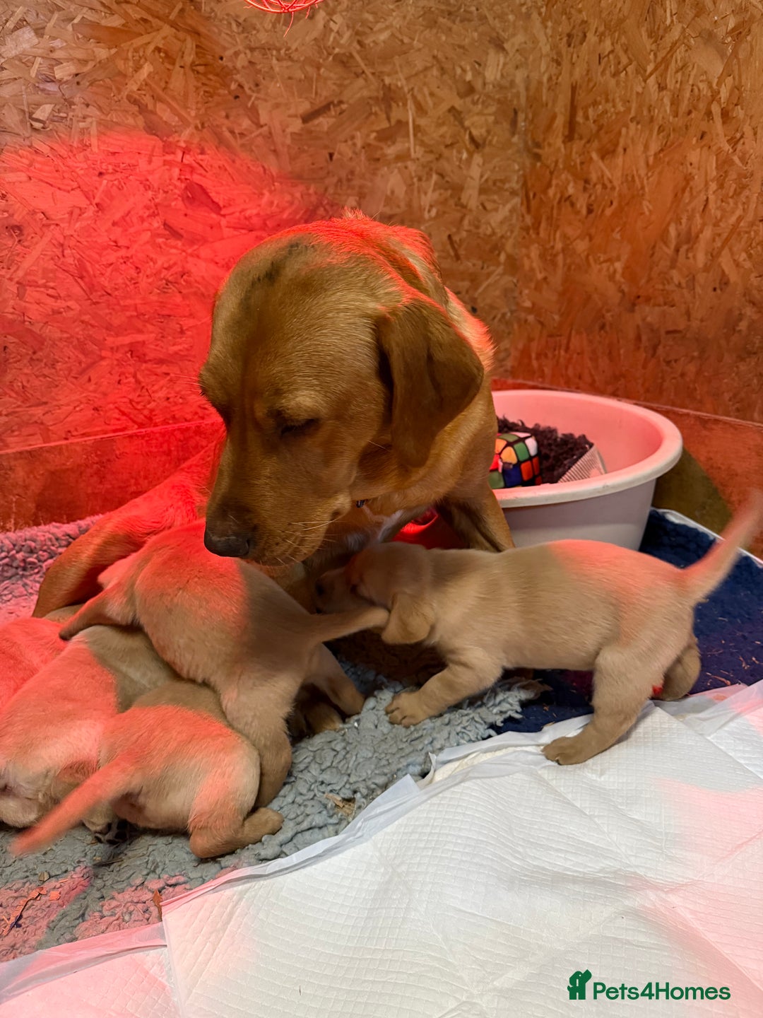 Labrador Retriever dogs for sale: Superb working lab pups parents health tested  - Image 8