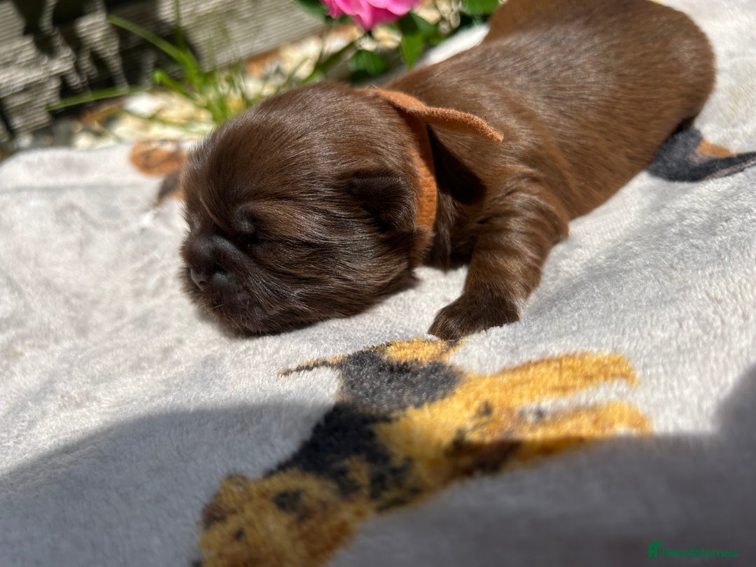Shih Tzu dogs for sale: KC reg, 2 left! Potential blondes in Tamworth - Image 24