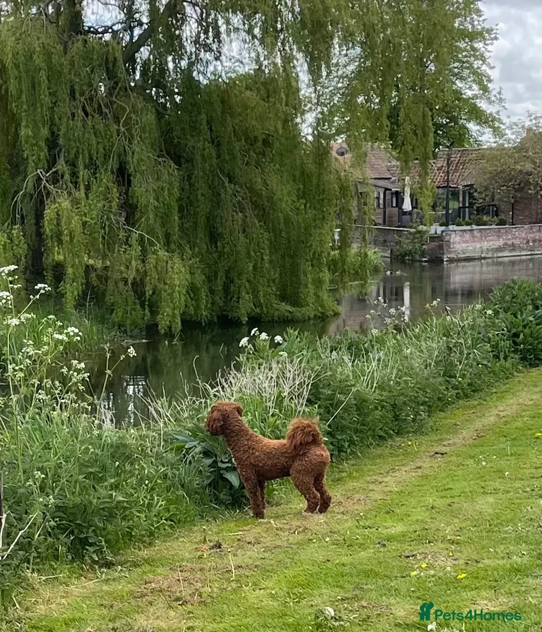 Miniature Poodle dogs for stud: Stunning Red & White Poodle for stud  in Driffield - Advert 7