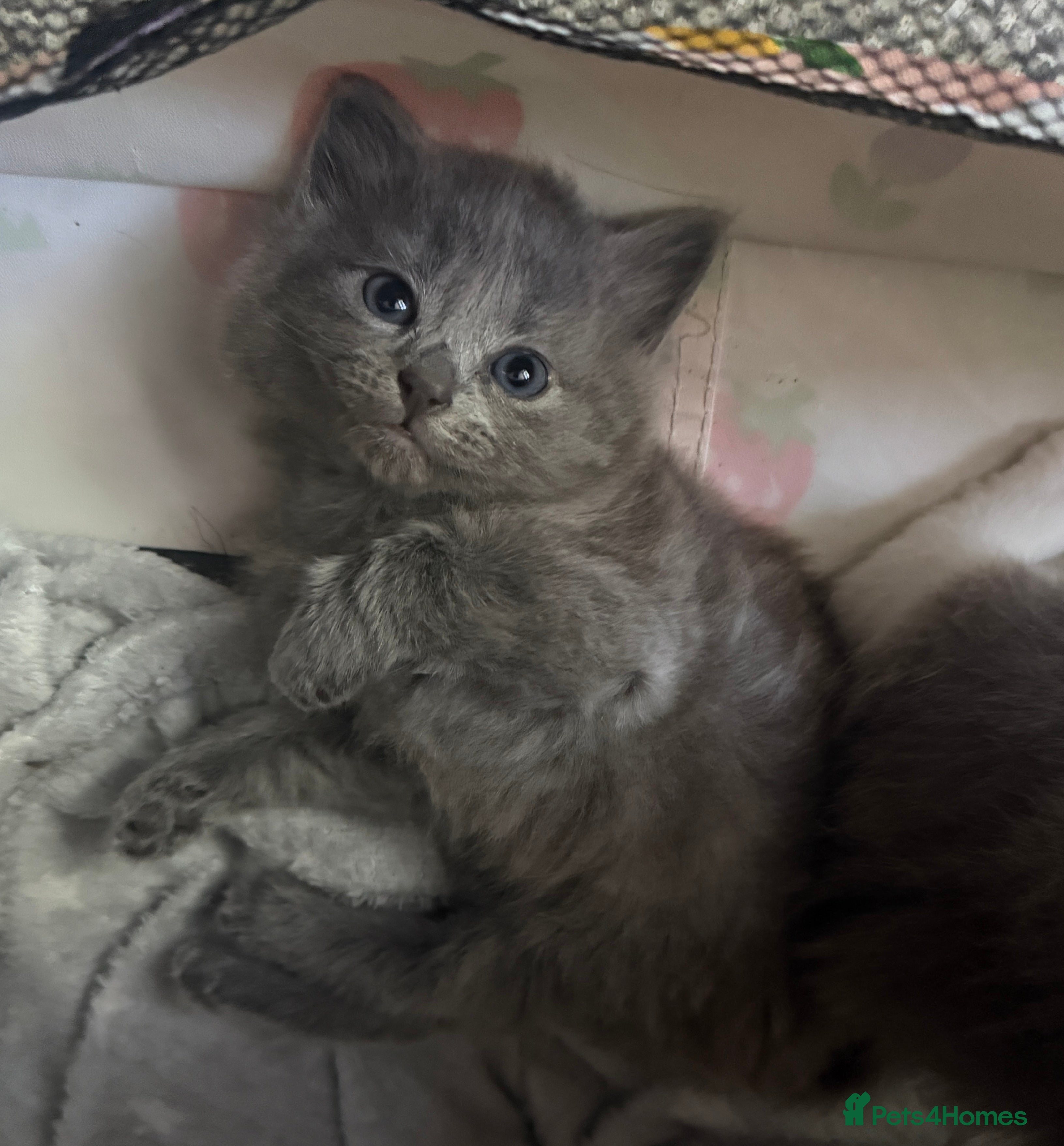 Mixed Breed cats for sale: Mixed Domestic Long Hair Kittens - 2 Girls & 1 Boy - Advert 11
