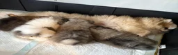 Pomeranian dogs for sale: Female Pomeranian Puppies - Advert 9