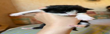 Mixed Breed 3