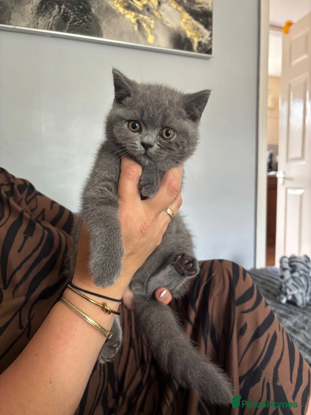 British Shorthair cats for sale: Blue British Shorthair Boy 💙 - Advert 2