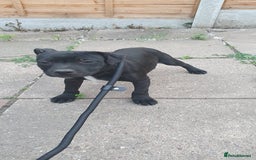 Staffordshire Bull Terrier dogs for sale: Black Staffordshire bull terrier  - Image 4