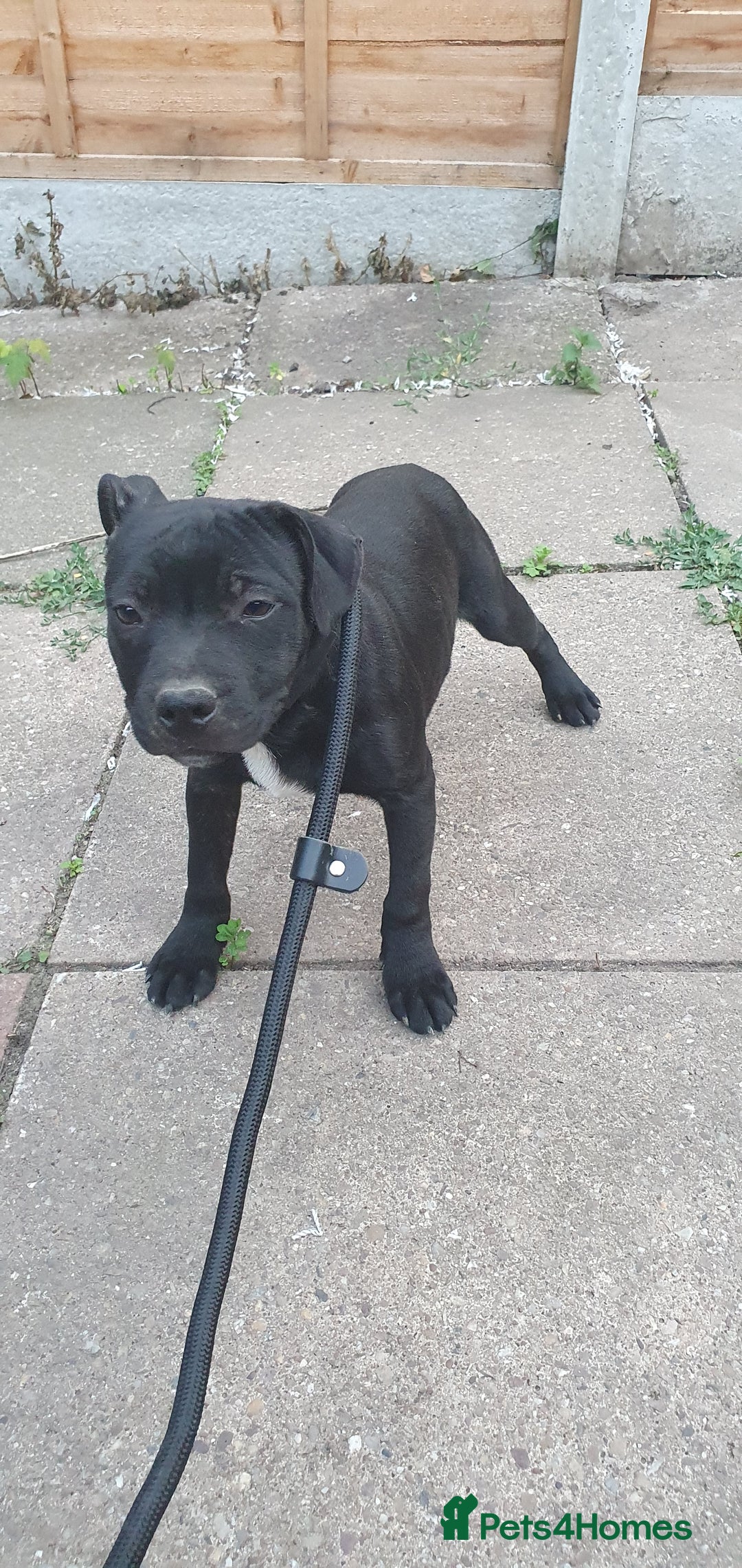 Staffordshire Bull Terrier dogs for sale: Black Staffordshire bull terrier  - Image 4