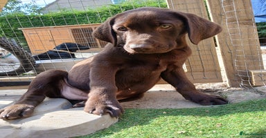 Labrador Retriever dogs - Advert 12