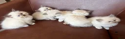 Ragdoll cats for sale: Ragdoll kittens looking for forever home💗 - Advert 14