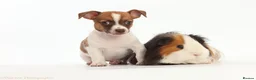 Jack Russell dogs for sale: Adorable mini Jack Russell babies  - Advert 11
