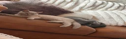 British Shorthair cats for sale: Ready now. Beautiful kitten 🐾❤️ - Advert 10