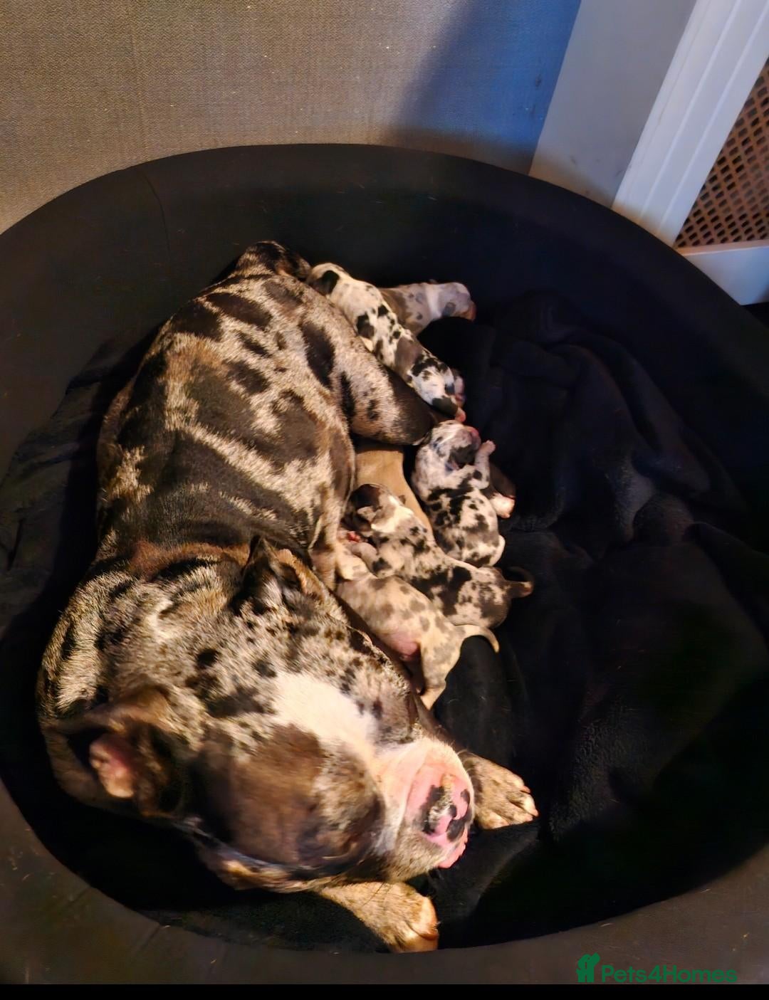 American Bully dogs Pocket bully  - Advert 1