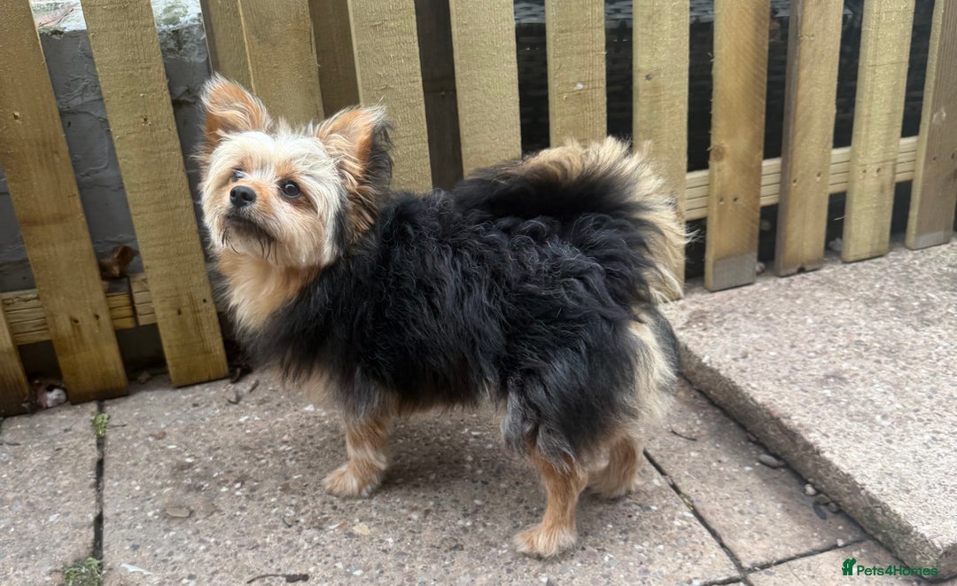 Pomeranian dogs for sale: 10 month old Pomeranian male boy - Advert 2