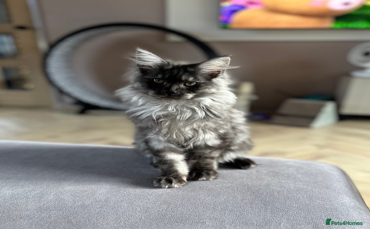 Maine Coon cats - Advert 2