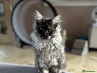 Maine Coon cats - Advert 15