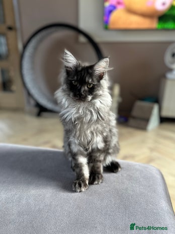 Maine Coon cats - Advert 16