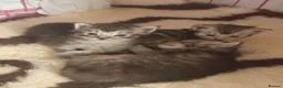 Maine Coon cats for sale: GCCF Registered Maine coon kittens  - Advert 2