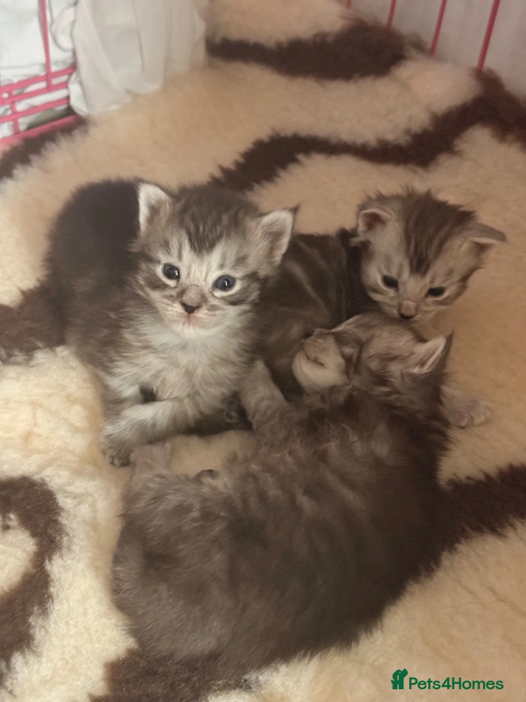Maine Coon cats for sale: GCCF Registered Maine coon kittens  - Advert 2