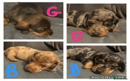 Miniature Dachshund dogs for sale: Mini Dachshund  - Image 2