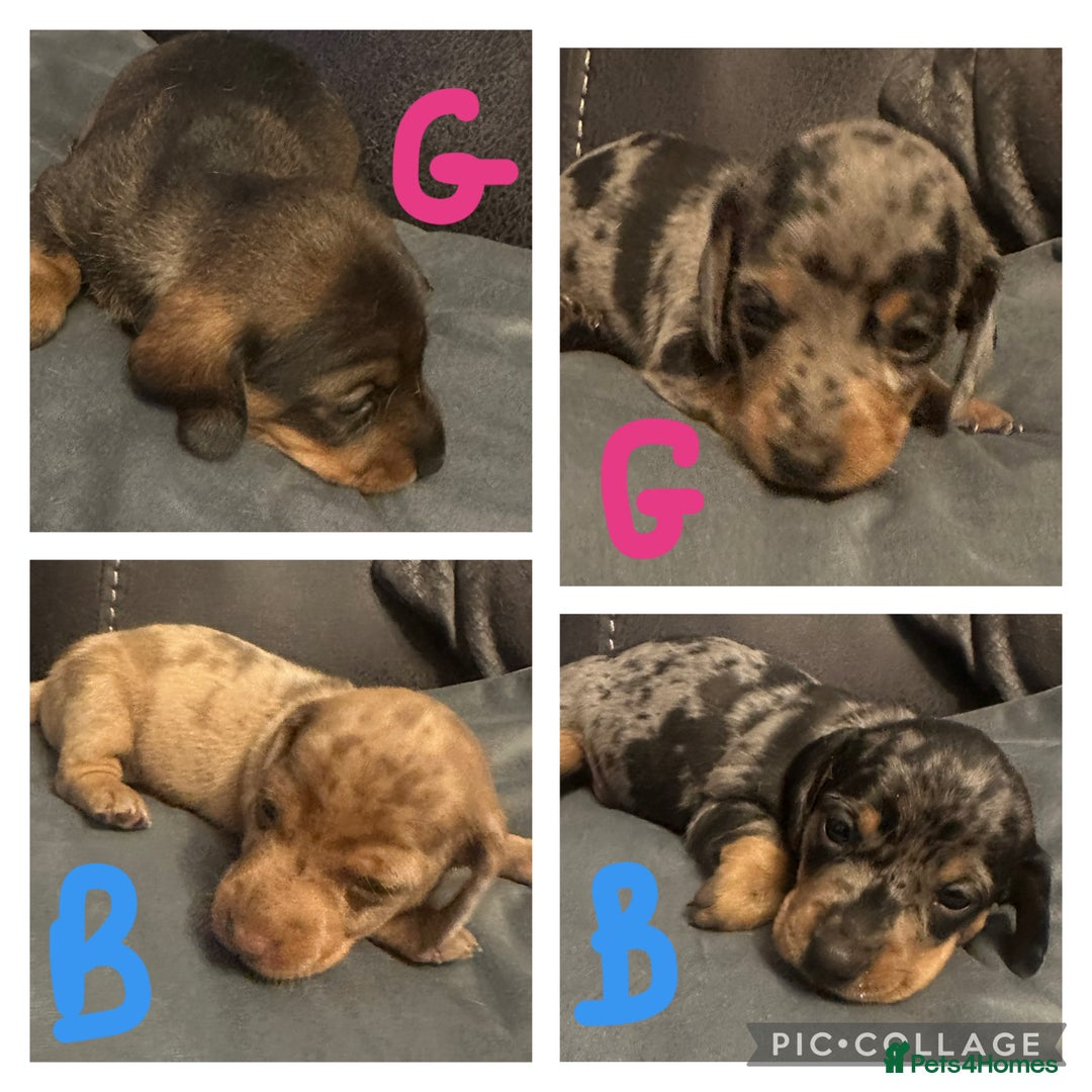 Miniature Dachshund dogs for sale: Mini Dachshund  - Image 2