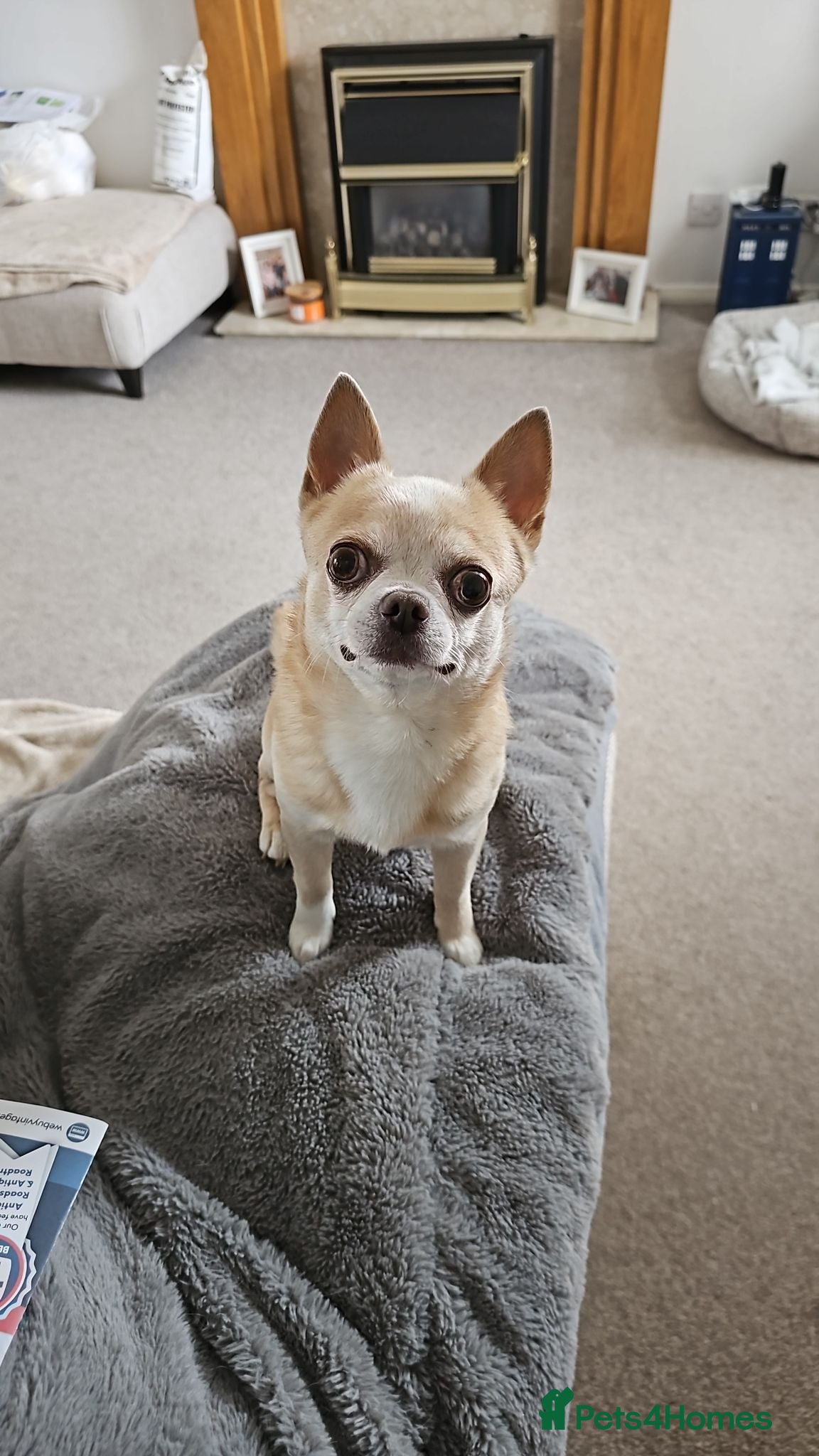 Chihuahua dogs Teddy - Advert 5