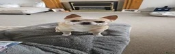 Chihuahua dogs for sale: Teddy - Advert 1