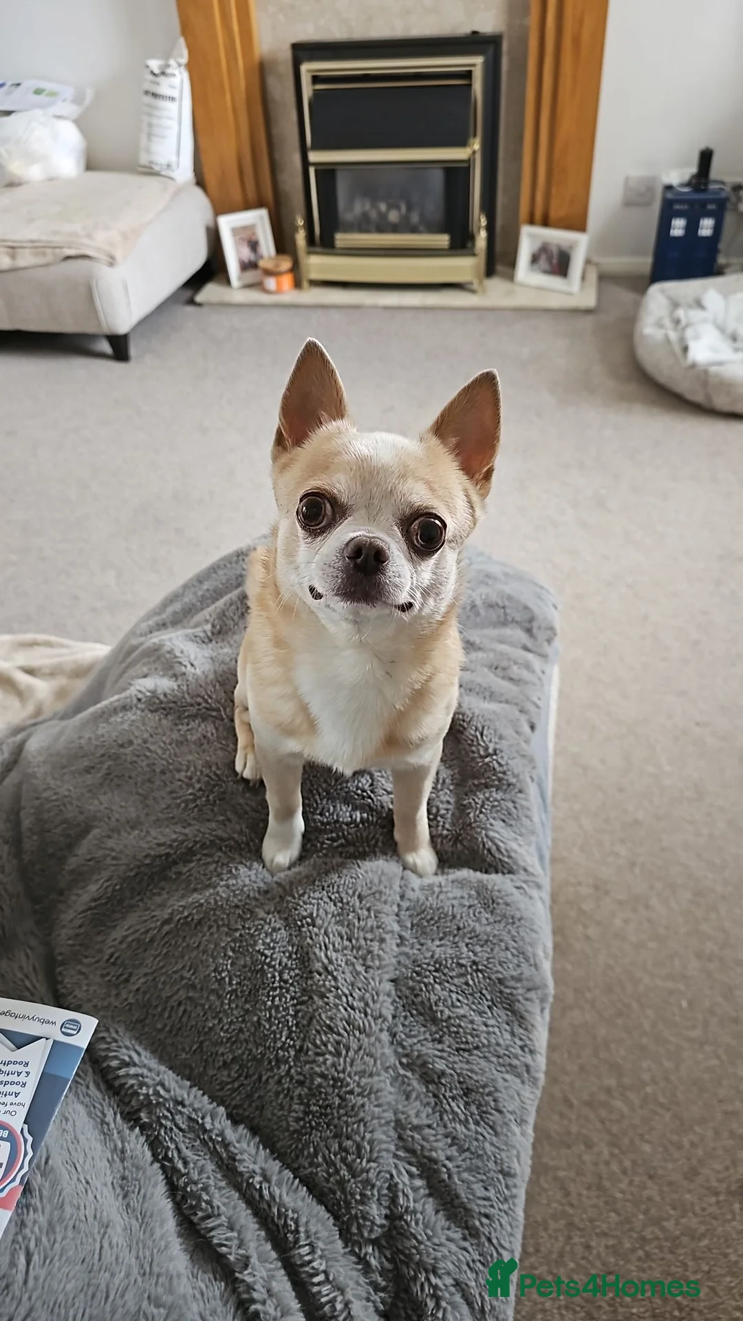 Chihuahua dogs for sale: Teddy - Advert 1
