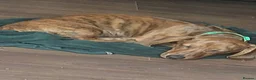 Dachshund dogs for sale: Unusual Red Fade & Red Brindle Standard dachshunds - Advert 16