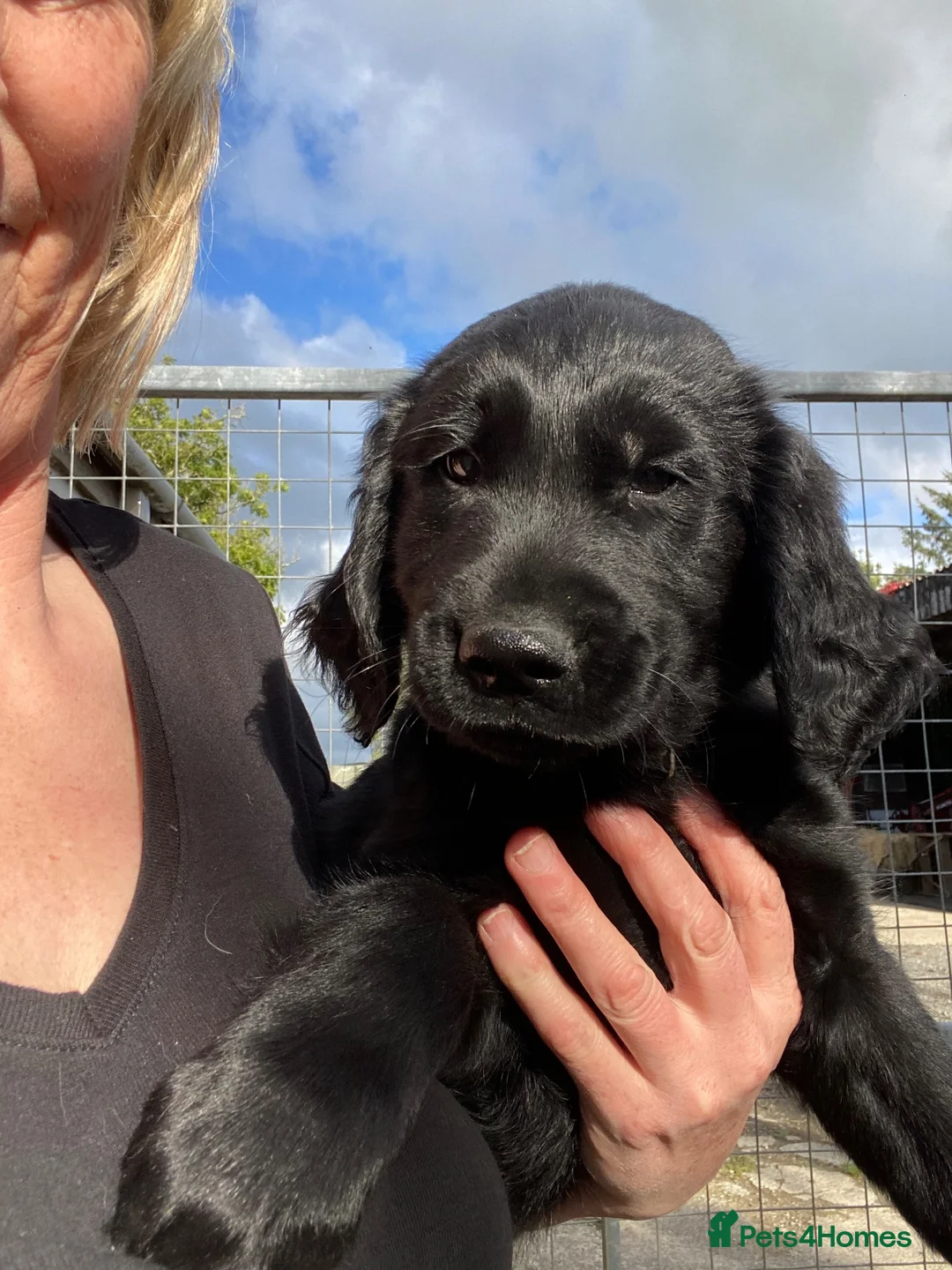 Flat coated Retriever dogs for sale: Ready now! Flat coated x Golden retriever pups. - Advert 2