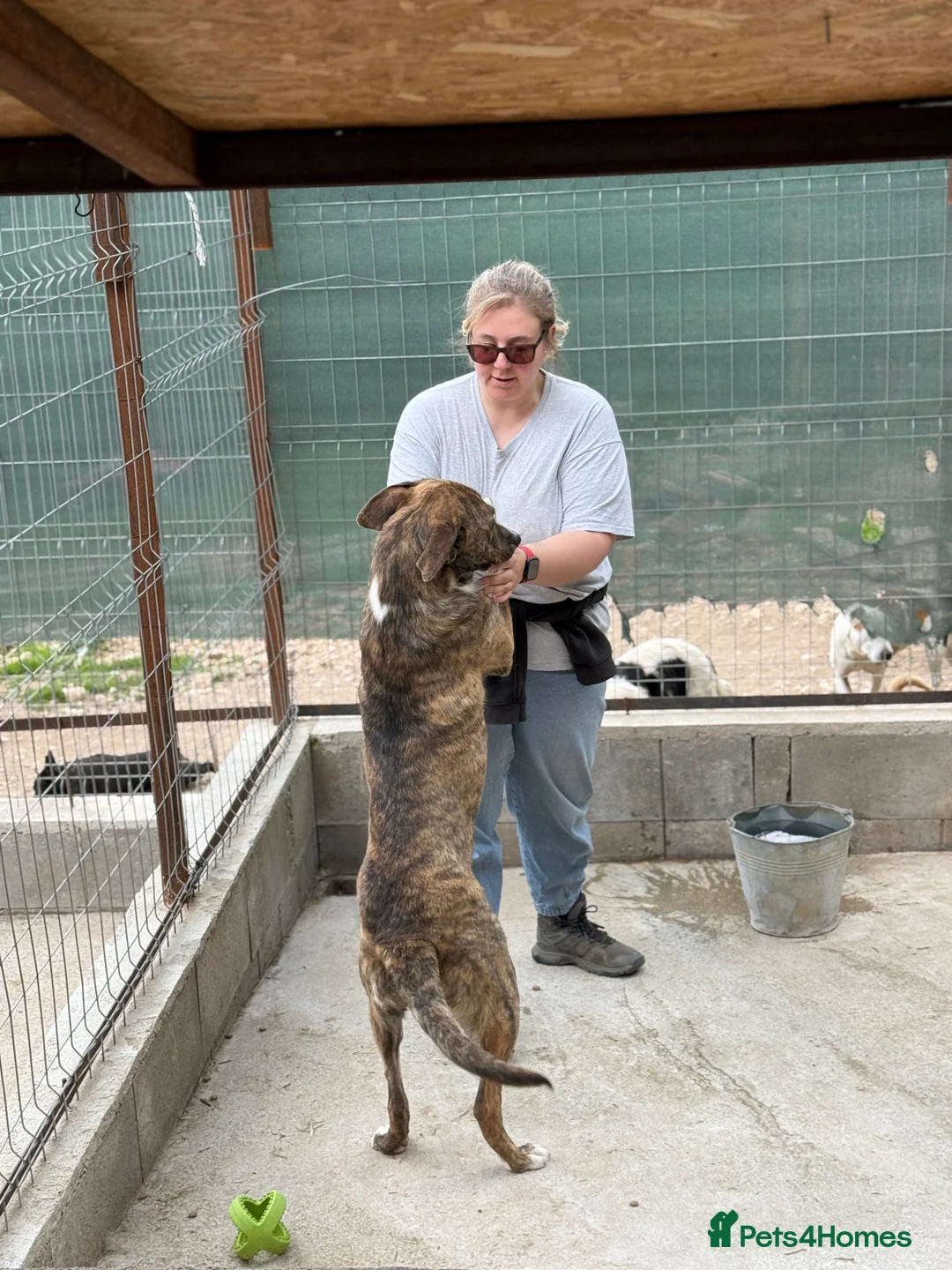 Mixed Breed dogs for adoption: Oak is looking for a family! in Brighton - Advert 7